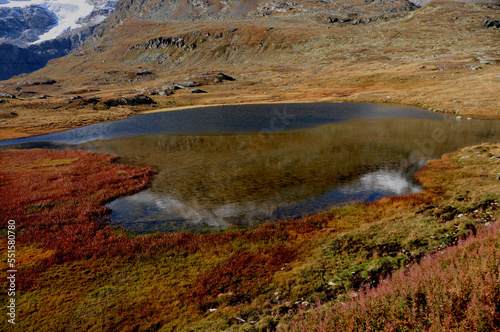 Swiss alps: Colourfull swss alp mountain vegetation on Bernina Hospitz 