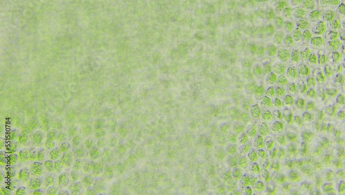 Biological research laboratory. genetic engineering. Creation of a new type of algae that eats plastic waste from the oceans. Fight against pollution of the world ocean from microplastics. Green algae