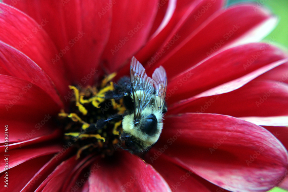 Closeup of Bee Closeup of Bee