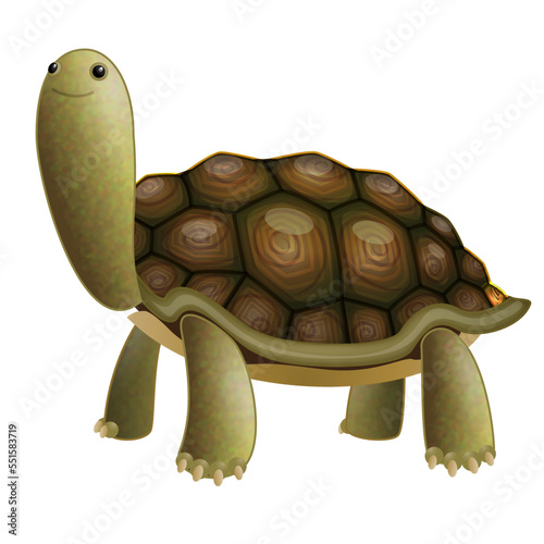 Tortoise