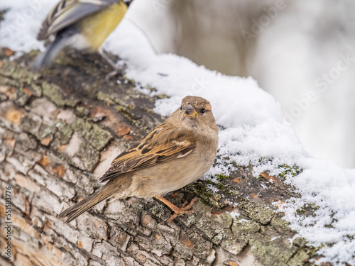 Sparrow sits on a tree trunk with snow in winter.