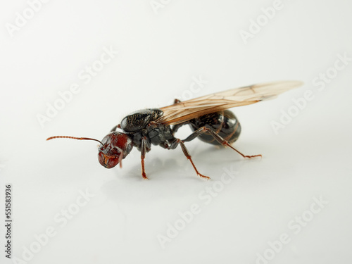 Queen of barbary harvester ant. Messor barbarus        © Macronatura.es