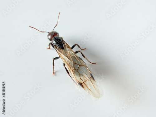 Queen of barbary harvester ant. Messor barbarus        photo