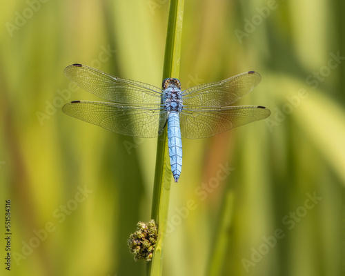 Blue dragonfly sitting on a blade of grass