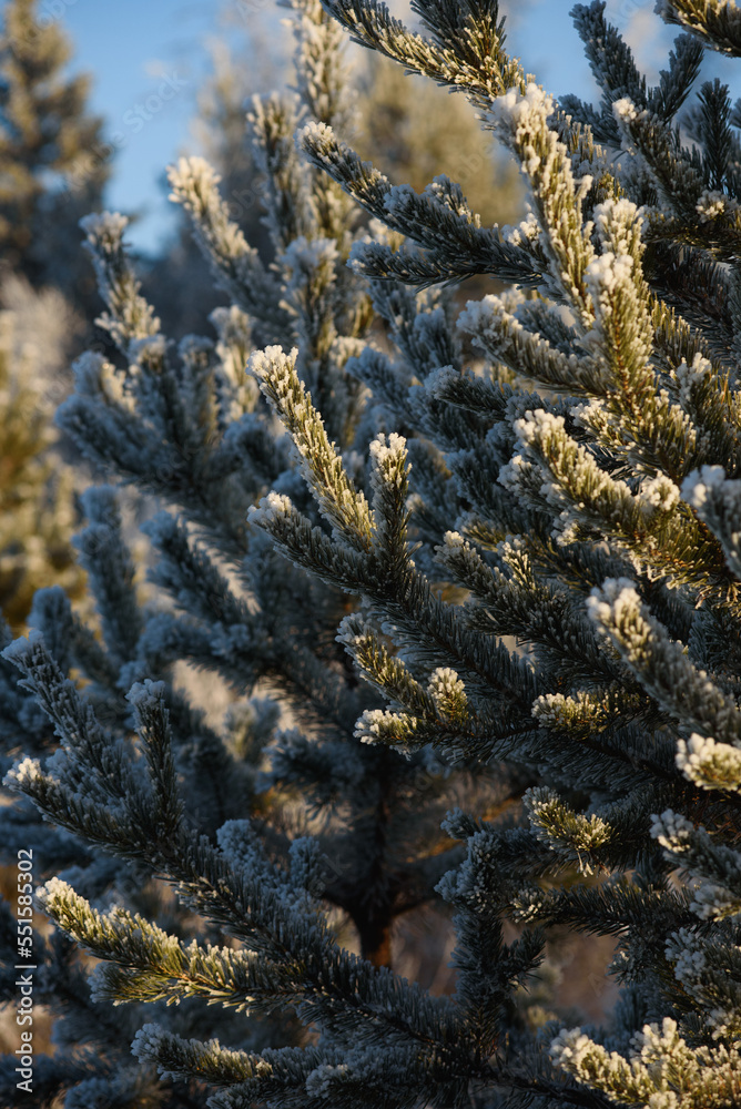 Pine branches in frost close-up Pine branches in frost close-up