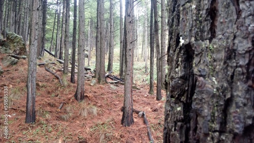 forest mountain