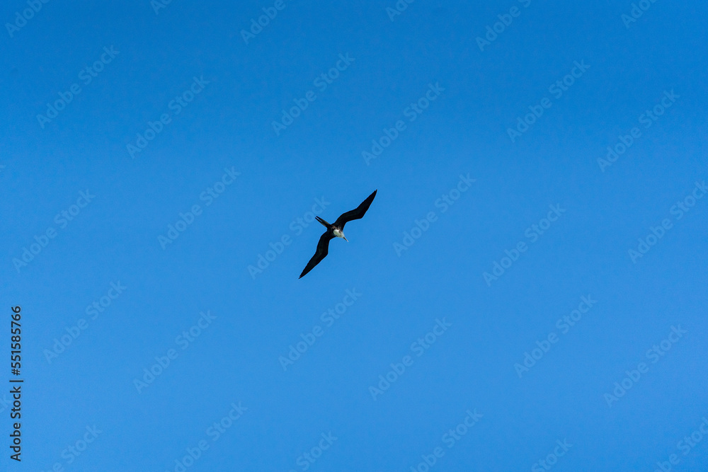 Frigatebird over Caribbean Sea, Tulum, Quintana Roo, Mexico.