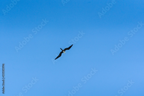 Frigatebird over Caribbean Sea, Tulum, Quintana Roo, Mexico. photo