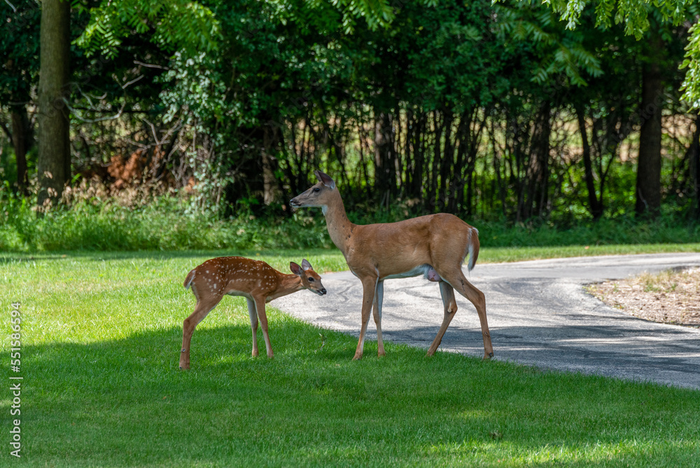 Urban White-tailed Doe Deer And Her Fawn Urban White-tailed Doe Deer And Her Fawn