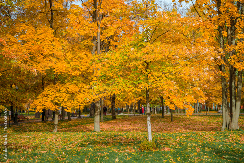 Colorful landscape of the autumn forest park