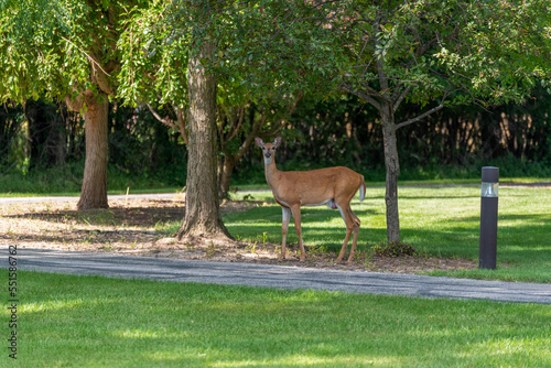 Urban White-tailed Doe Deer Watching