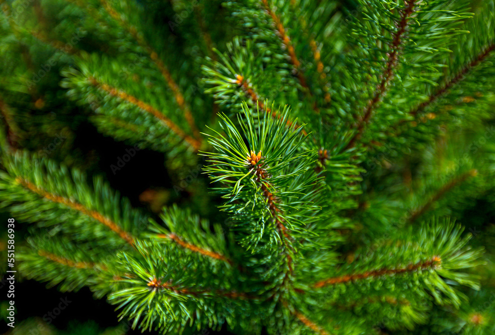 Branches of the pine tree.  General view of the branches of pine tree needles with soft green with a blurred background. Decoration to the designer