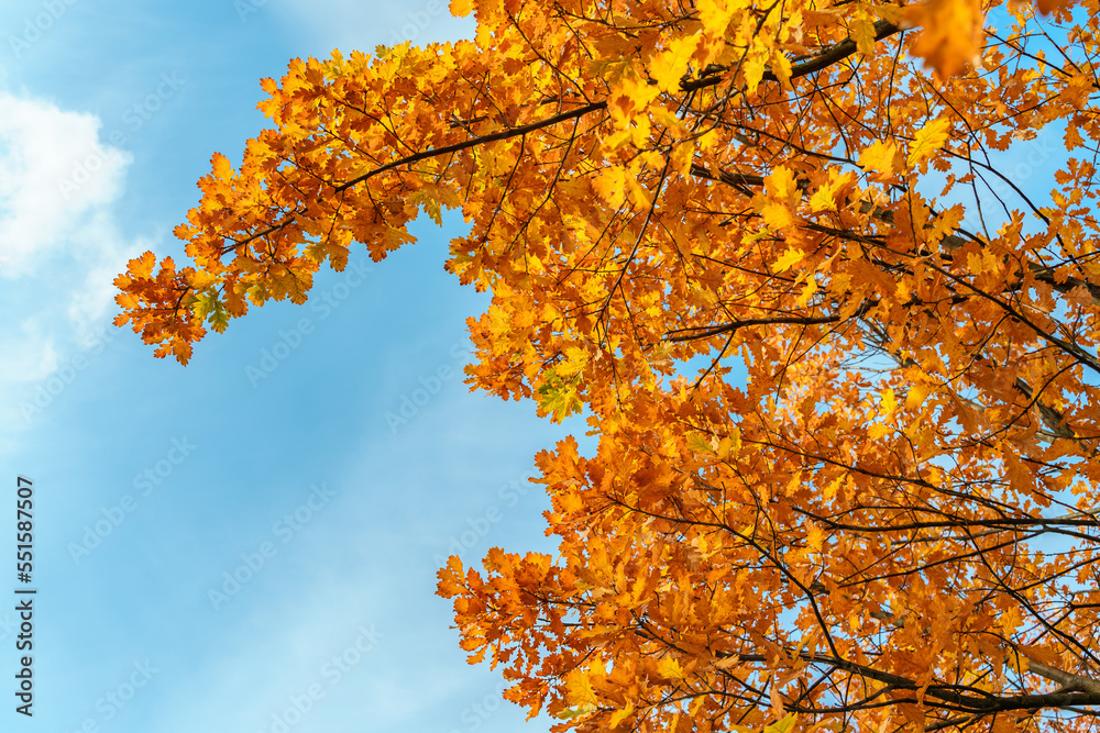 Natural background autumn trees against a blue sky background, tree crowns photographed from below
