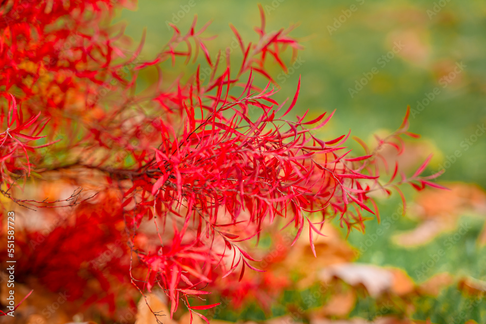 Natural beautiful background leaves of a red bush Natural beautiful background leaves of a red bush