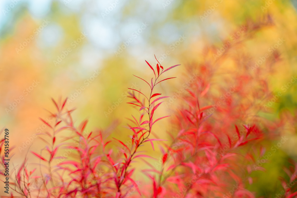 Natural beautiful background leaves of a red bush Natural beautiful background leaves of a red bush