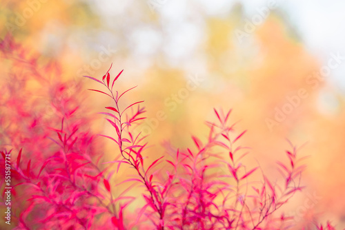 Natural beautiful background leaves of a red bush © KseniaJoyg