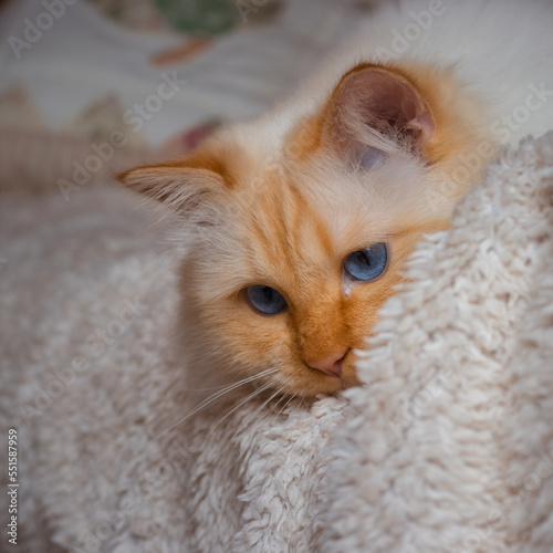 Curious blue-eyed cat lying on the sofa on a white blanket and looking down