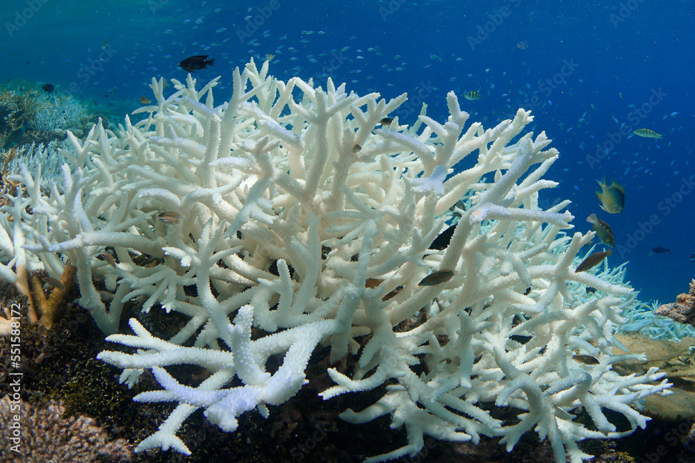 A white bleached coral on a coral reef in the Maldives during a global bleaching event as a result of warming ocean temperature - obrazy, fototapety, plakaty 