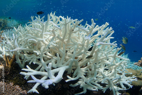 Fototapeta Naklejka Na Ścianę i Meble -  A white bleached coral on a coral reef in the Maldives during a global bleaching event as a result of warming ocean temperature