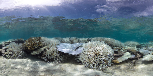 Fototapeta Naklejka Na Ścianę i Meble -  Coral bleached reef in the Maldives during a global bleaching event