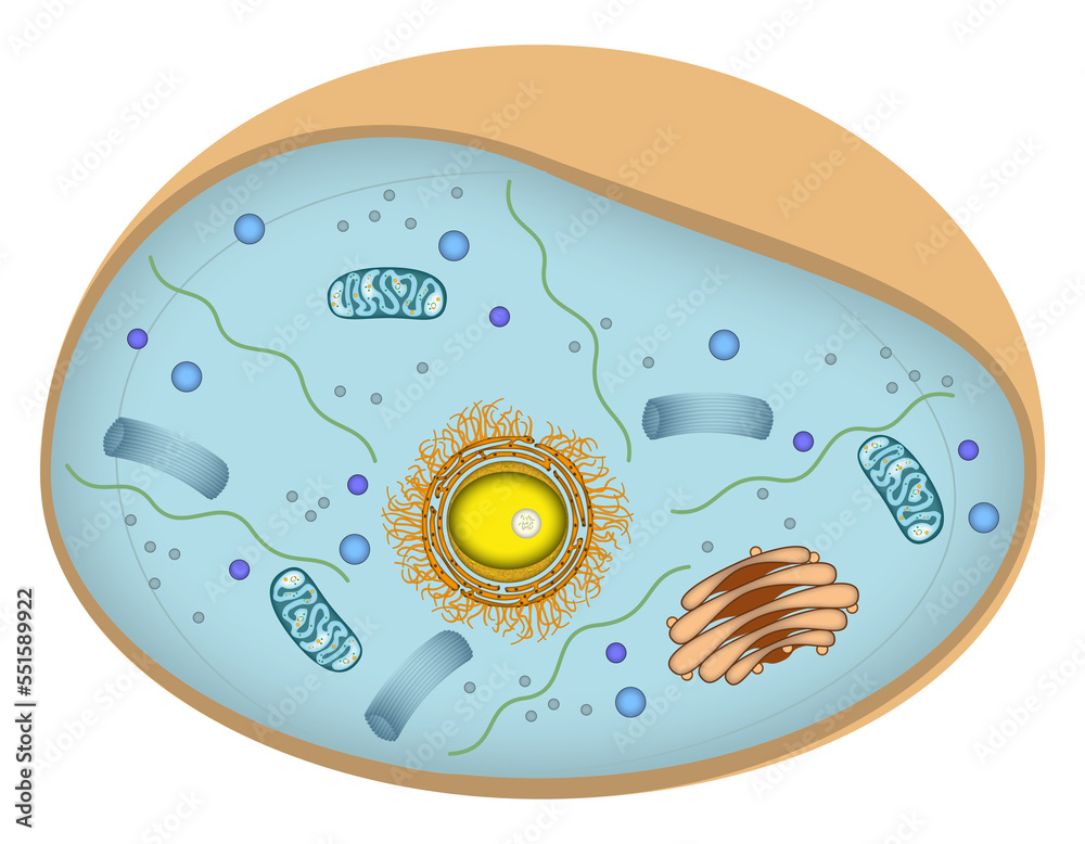 Aufbau Einer Eukaryotischen Zelle Infografik einer Zelle - Aufbau einer typischen eukaryotischen