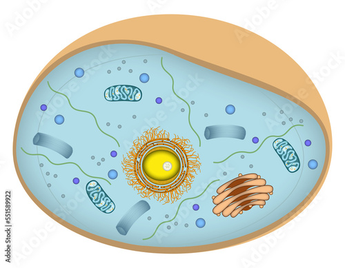 Infografik einer Zelle - Aufbau einer typischen eukaryotischen Tierzelle - Mensch menschlich photo