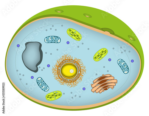 Infografik einer Zelle - Aufbau einer typischen Pflanzenzelle - pflanzlich/pflanzliche Zellen photo