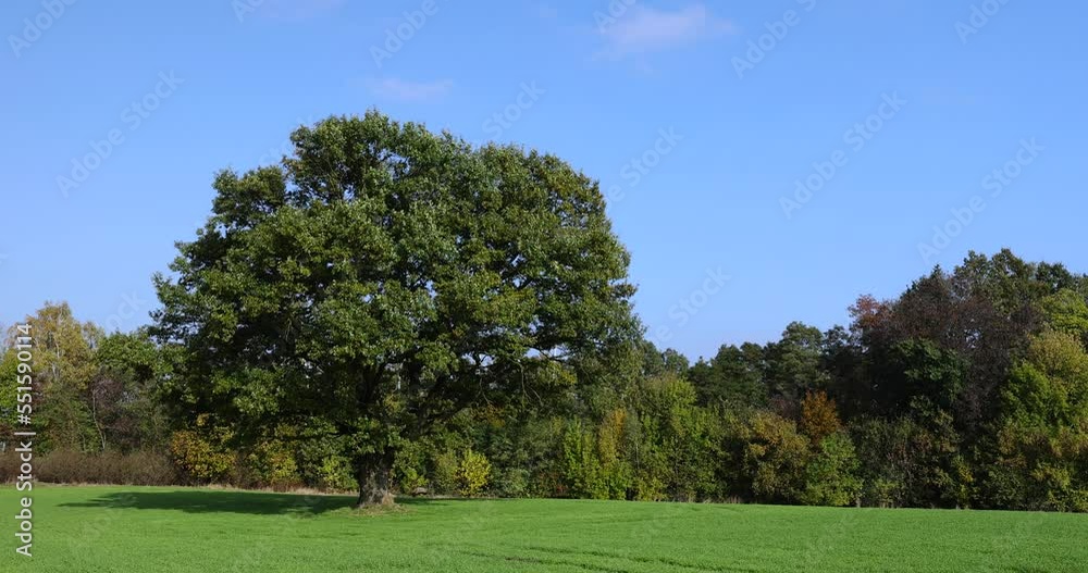 oak with green foliage in the field, a field with green grass and an old oak in the autumn season oak with green foliage in the field, a field with green grass and an old oak in the autumn season