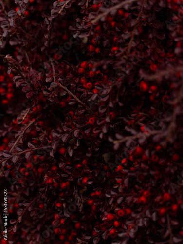 red abstract plant with fruirts