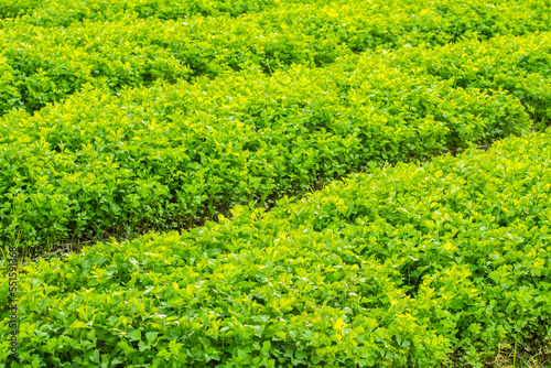 Close-up view of Coriander field background, which is full of Coriander after harvesting, common in rural Thai agriculture.