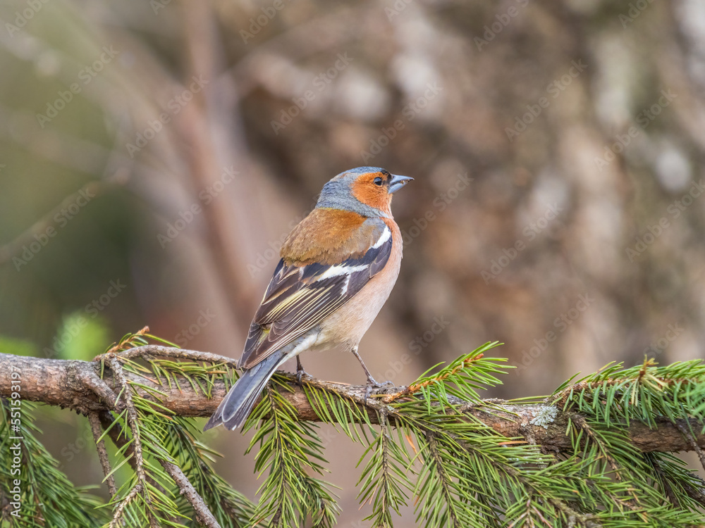 Fototapeta premium Common chaffinch, Fringilla coelebs, sits on a tree. Common chaffinch in wildlife.