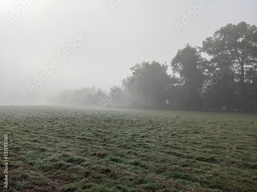 Mist Over Field