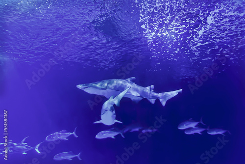 White grey shark jaws close up portrait while looking at you while diving in maldives