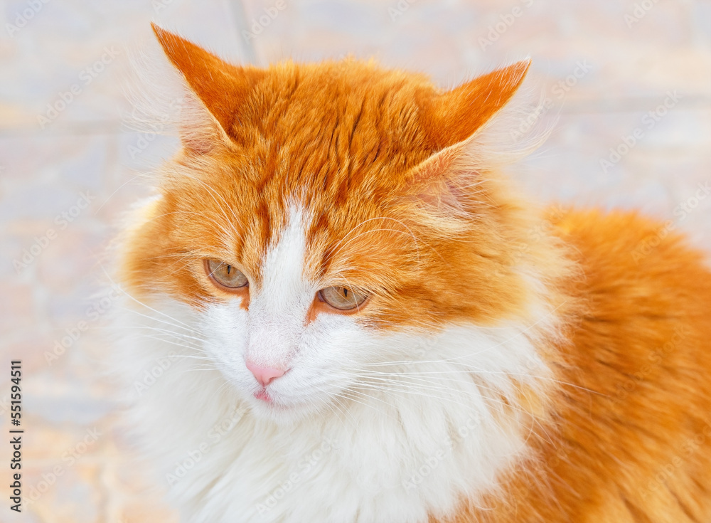 portrait of a beautiful young cat portrait of a beautiful young cat