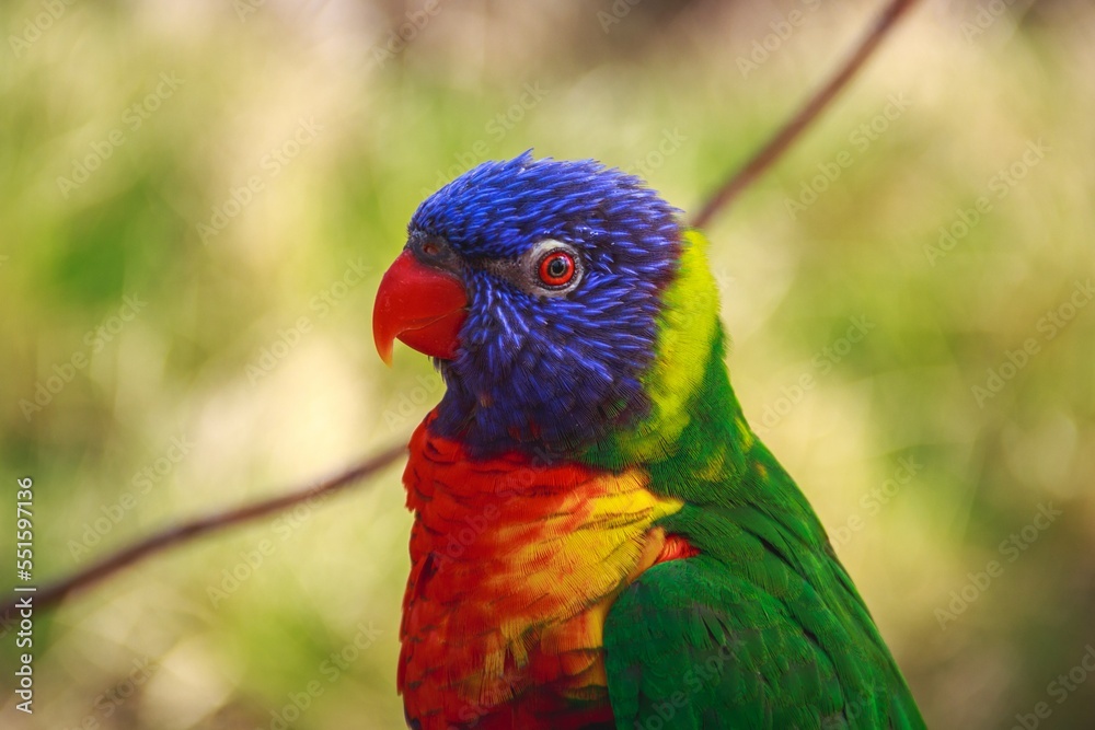 rainbow lorikeet parrot