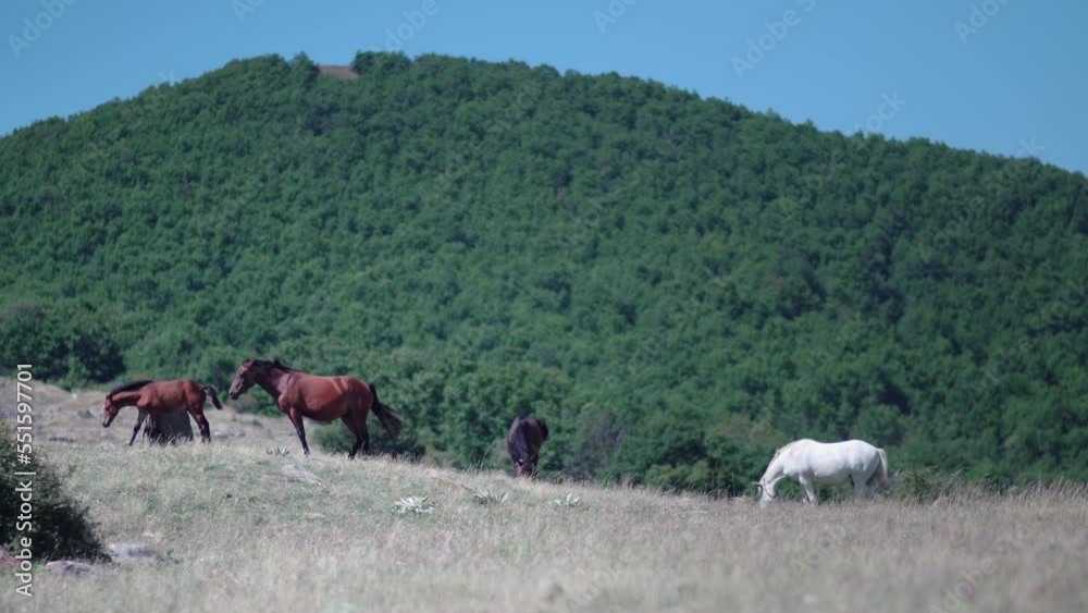 Herd of beautiful wild horses grazing on the mountain meadow in summer, amazing landscape Herd of beautiful wild horses grazing on the mountain meadow in summer, amazing landscape
