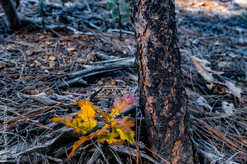 Fototapeta premium From acorns mighty oaks grown