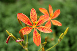 Orange and Red Exotic Flower