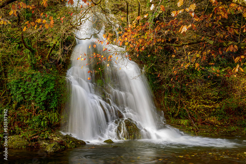 a waterfall of silky white water falls between the brown leaves of the trees in autumn and between the ferns and the vegetation, on a calm and deep river, on which the fallen leaves of the trees float