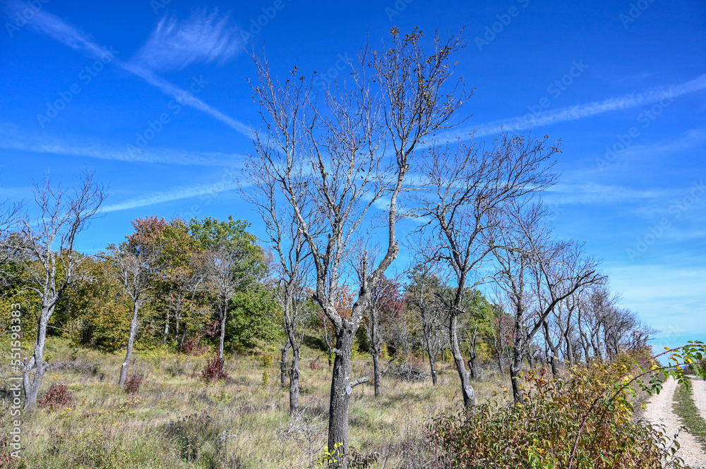 Dried trees in an old orchard.