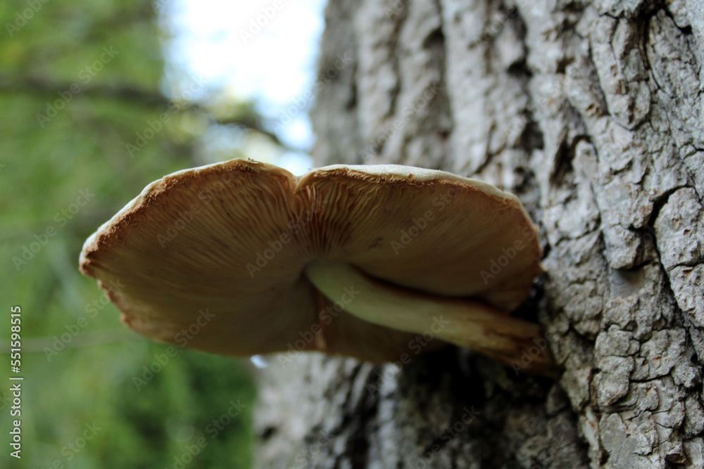 Mushroom on Old Willow Mushroom on Old Willow
