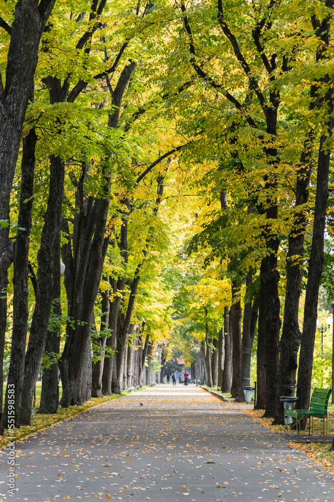 Yellow and green trees in park alley in autumn. Recreation area on sunny day