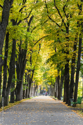 Yellow and green trees in park alley in autumn. Recreation area on sunny day