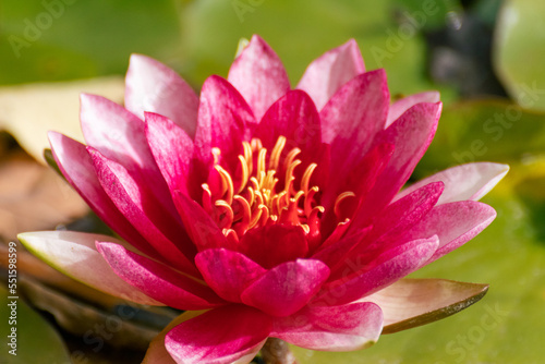Vibrant pink water lily or lotus flower blooming macro in green leaves with blurred background. Pond on a sunny day