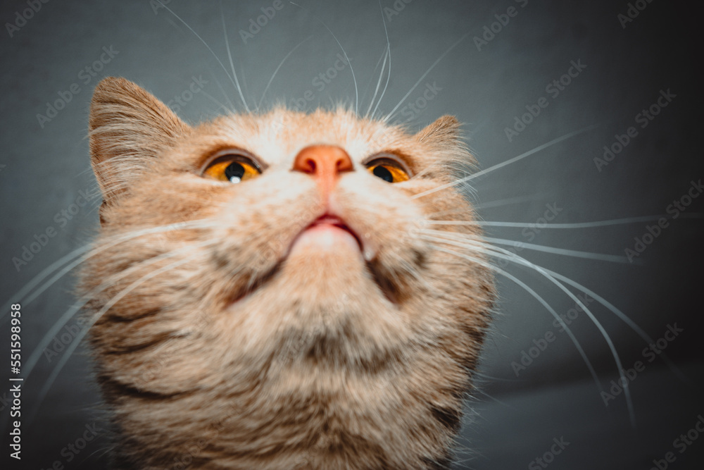 Portrait of a young red cat. Close-up. Beautiful red cat with orange eyes.