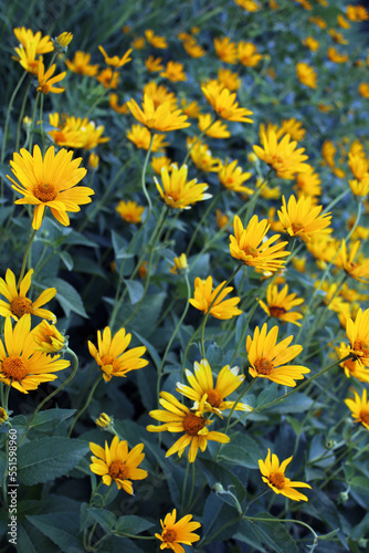 Yellow Flowers