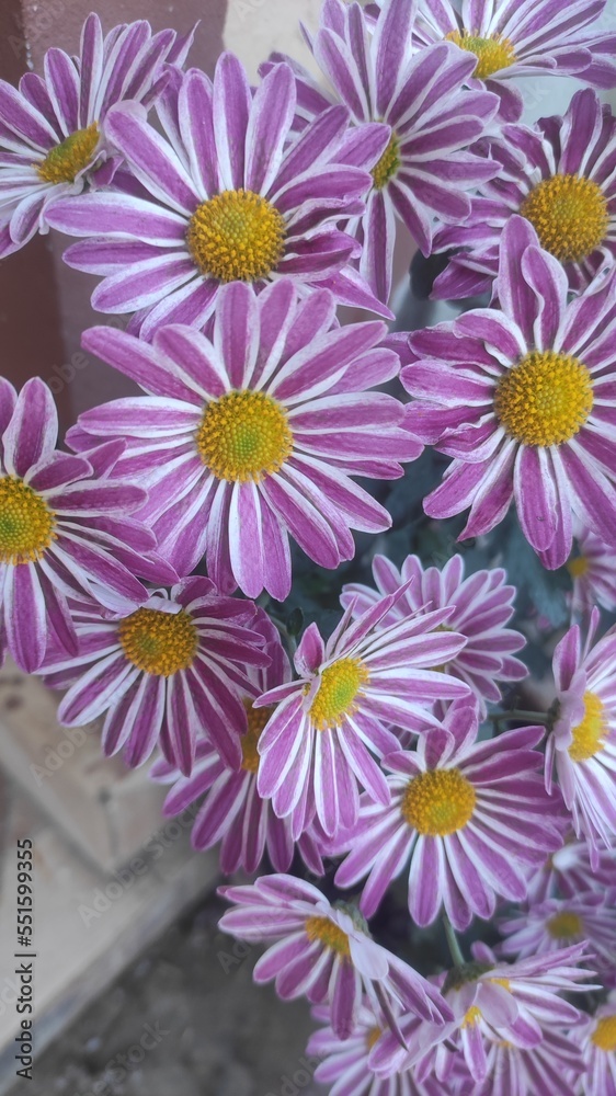 Nepali Chrysanthemum crassum Nepali Chrysanthemum crassum