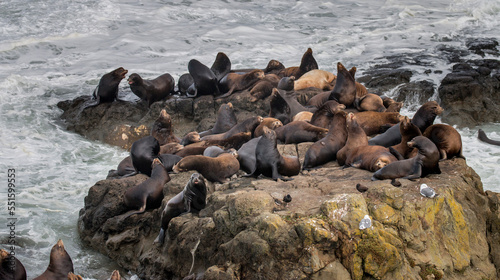 group of sea lions, Cape Arago, Oregon, United States