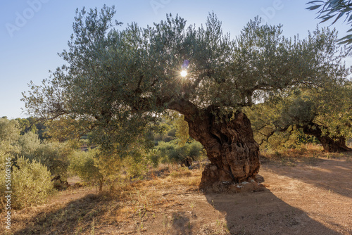 Millenary olive tree bathed in the sun in the town of San Jorge province of Castellon in Spain photo