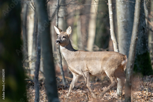 Fototapeta Naklejka Na Ścianę i Meble -  Deer in the early spring forest